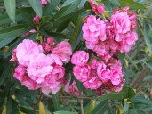 Oleander double pink